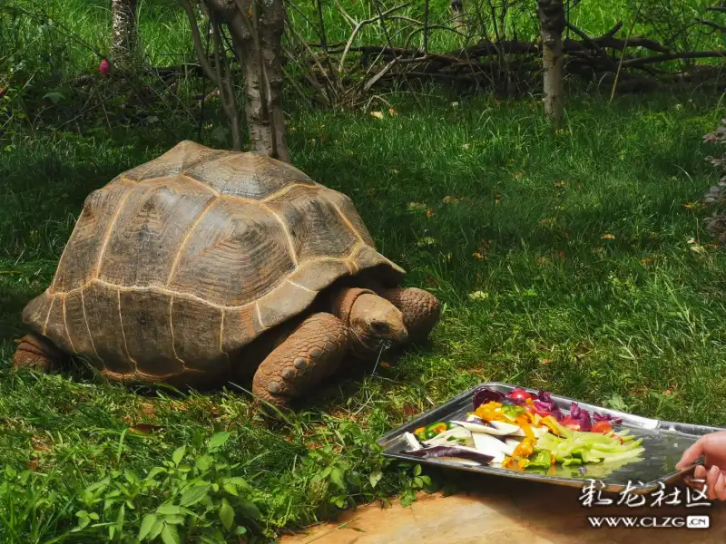 100公斤的象龟龟中极品