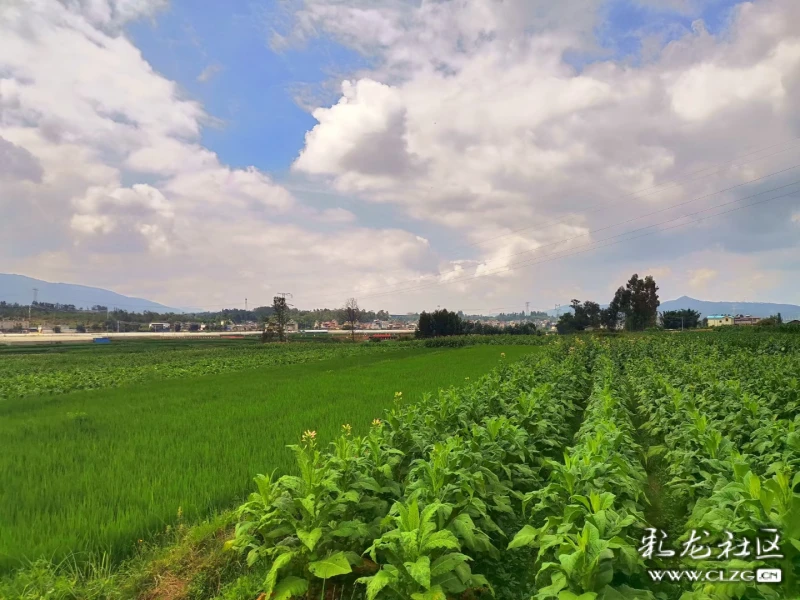 这里依山傍水,松涛回荡,景色优美,泉水清澈…罗茨温泉位于碧城镇温泉