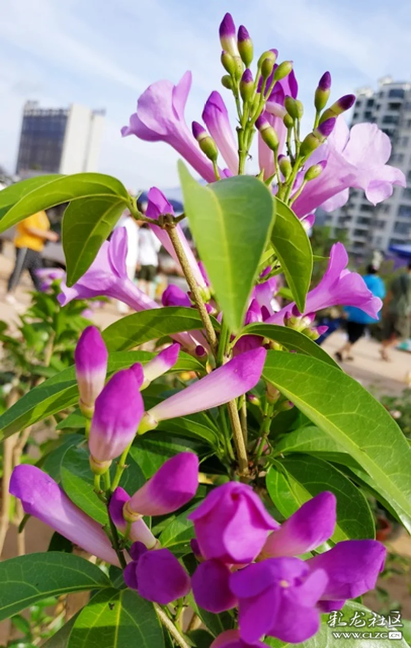 粉紫色的蒜香藤