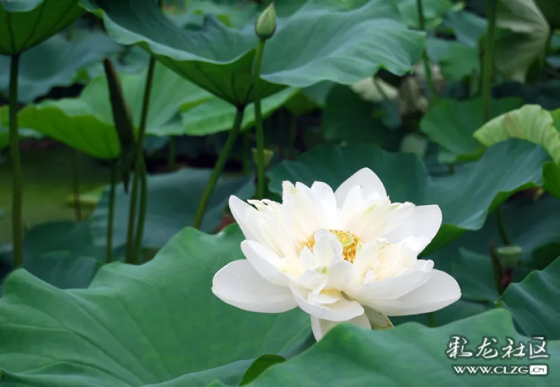 分享一組白蓮花圖片