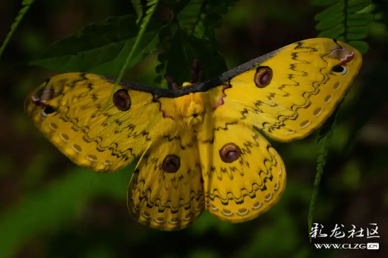 云南生物多样性大黄豹天蚕蛾