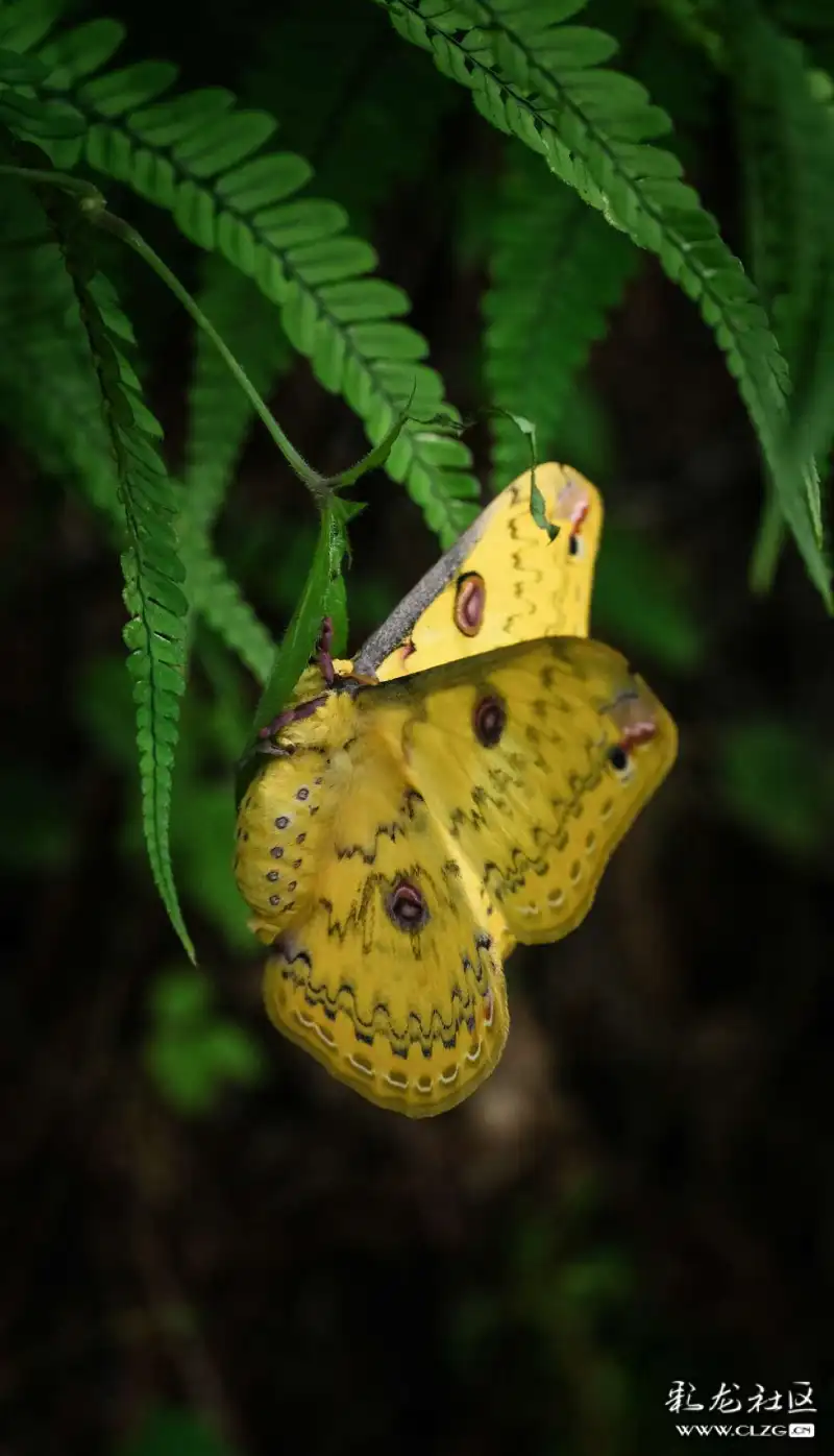 云南生物多样性大黄豹天蚕蛾