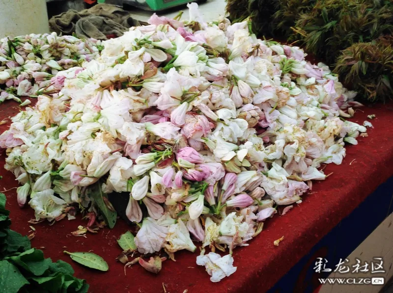 云南花花草草都是菜白花