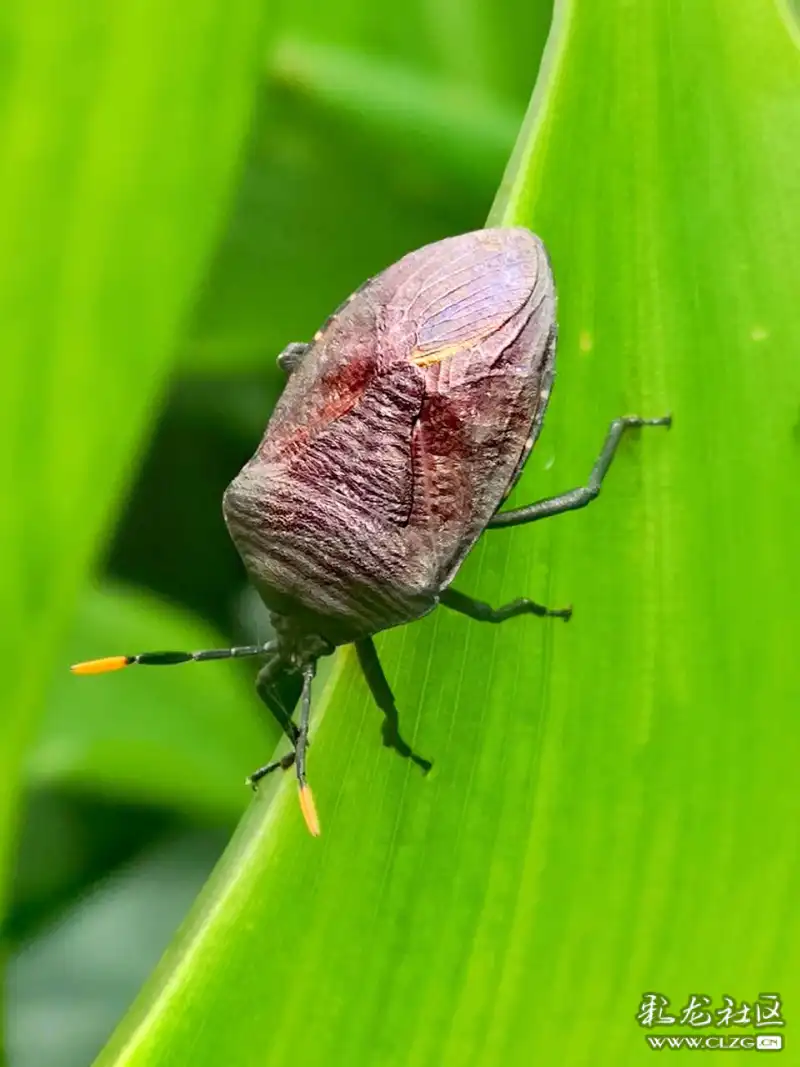 昆虫记之(22)九香虫!-彩龙社区