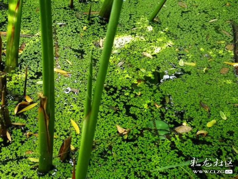 一叶浮萍归大海人生何处不相逢-彩龙社区