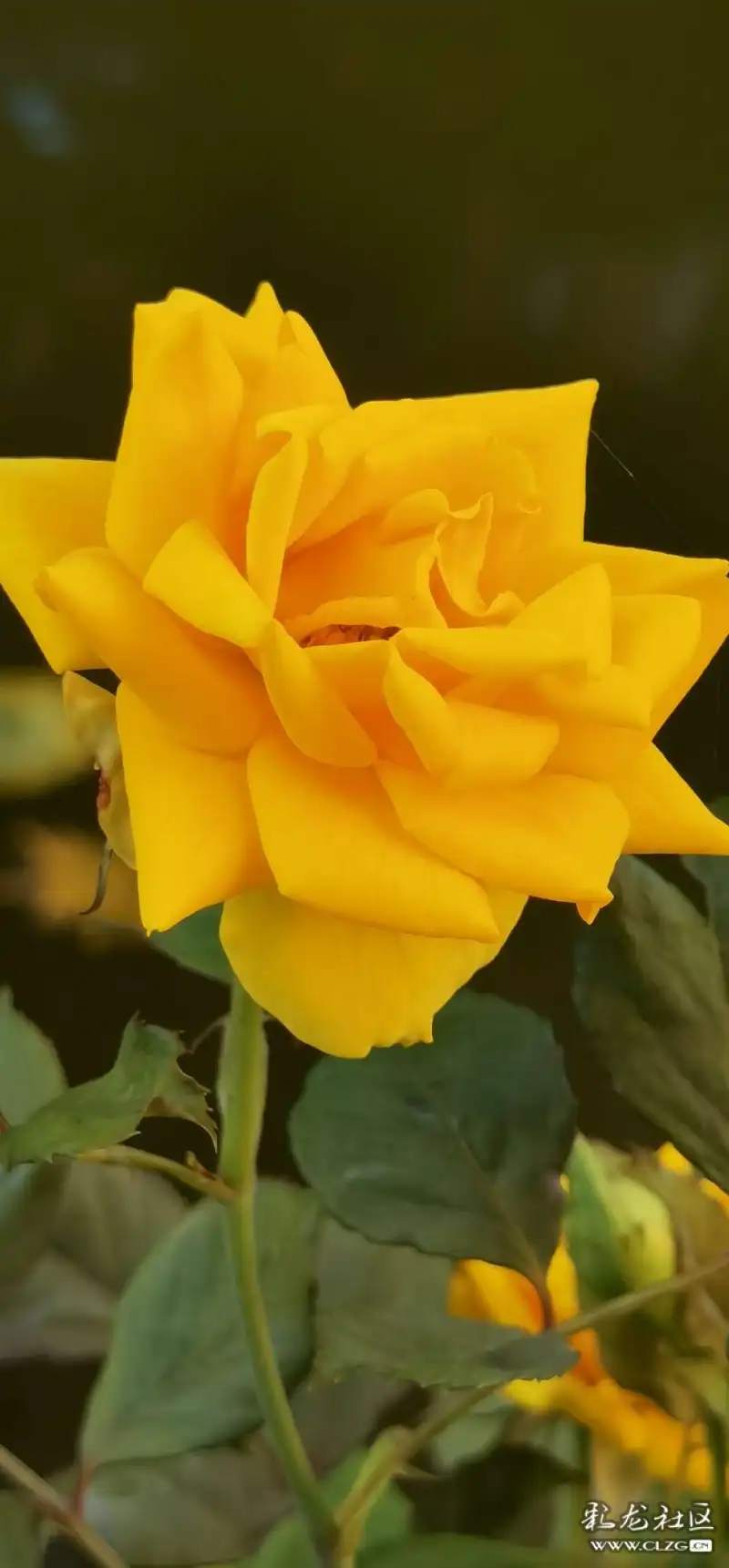 睡莲月季花漂亮