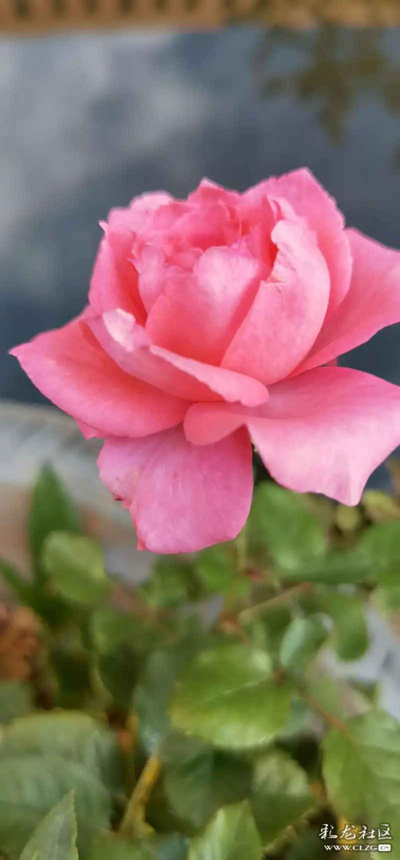 睡莲月季花漂亮