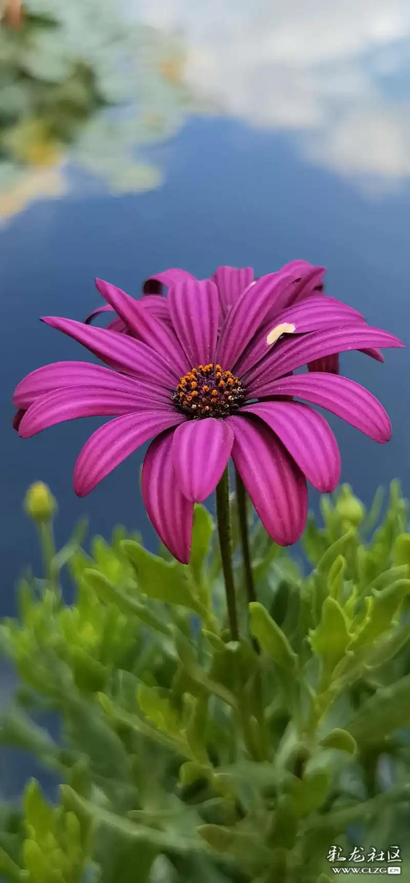 睡莲月季花漂亮