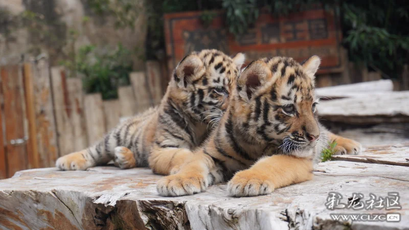 前不久,雲南野生動物園出生2只東北虎雙胞胎虎寶寶,目前快2個月了