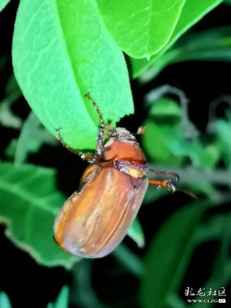 昆虫记之28褐栗金丽龟