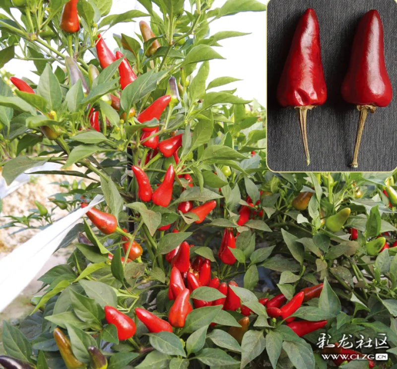 川椒种业朝天椒不仅好吃也好看做观赏植物种植也不错