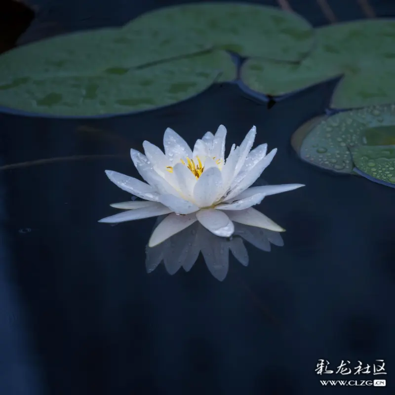 清心如莲静赏花开