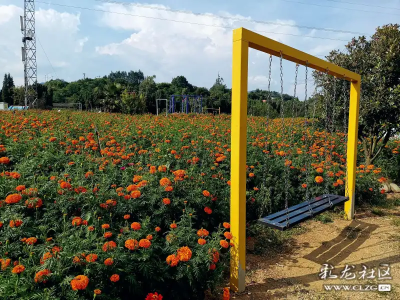 魅力安宁夏季之旅六后甸花海