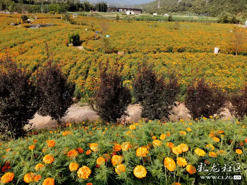 魅力安宁夏季之旅六后甸花海