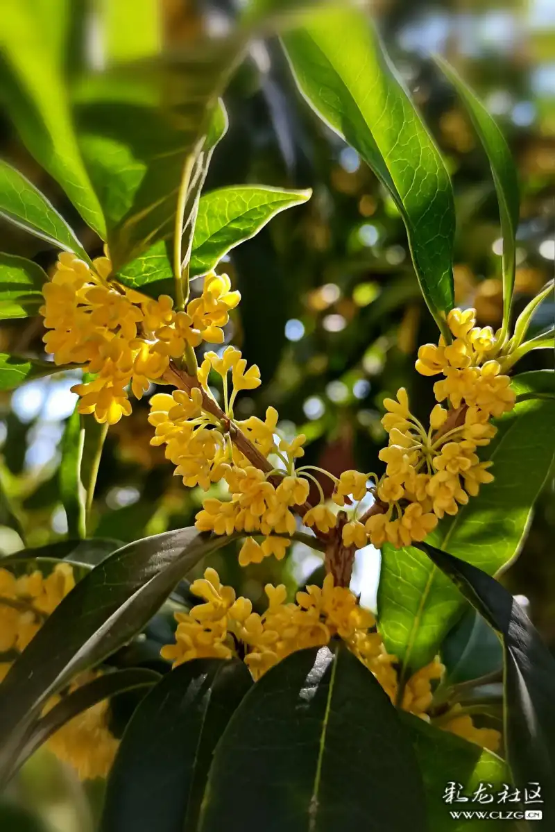 二胡长弦八月桂花遍地开 八月桂花遍地开原伴奏
