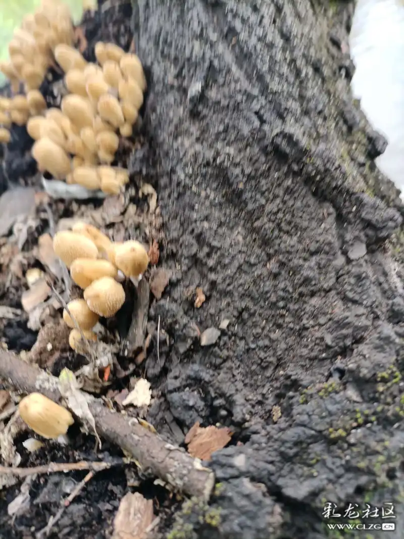 翠湖边一棵柳树上的寄生菌