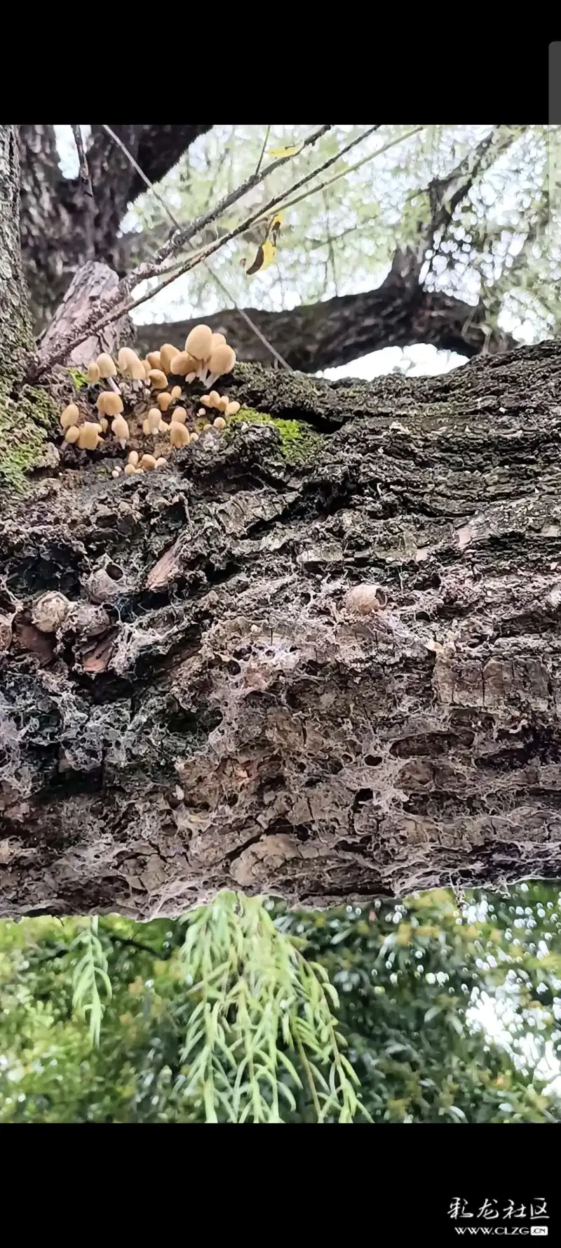 翠湖边一棵柳树上的寄生菌