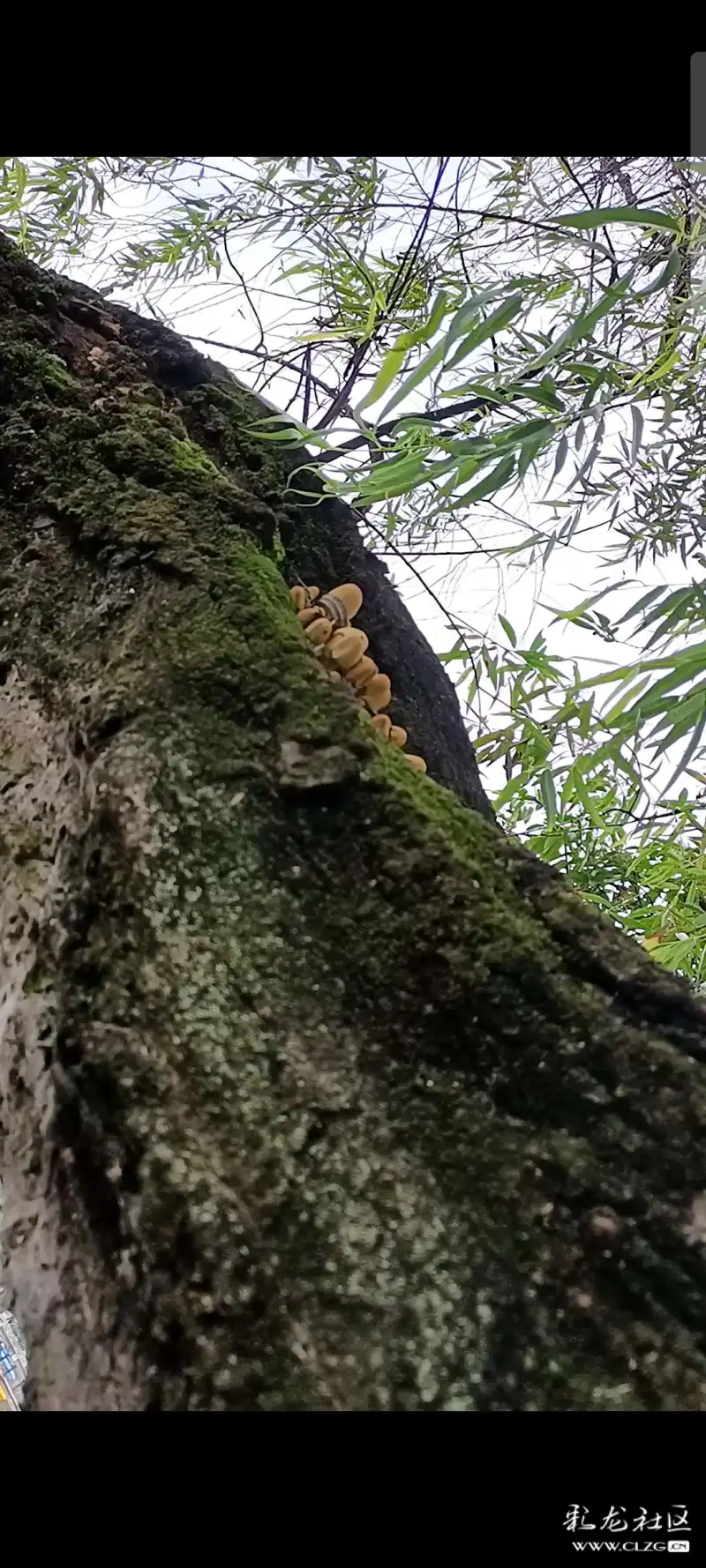 翠湖边一棵柳树上的寄生菌