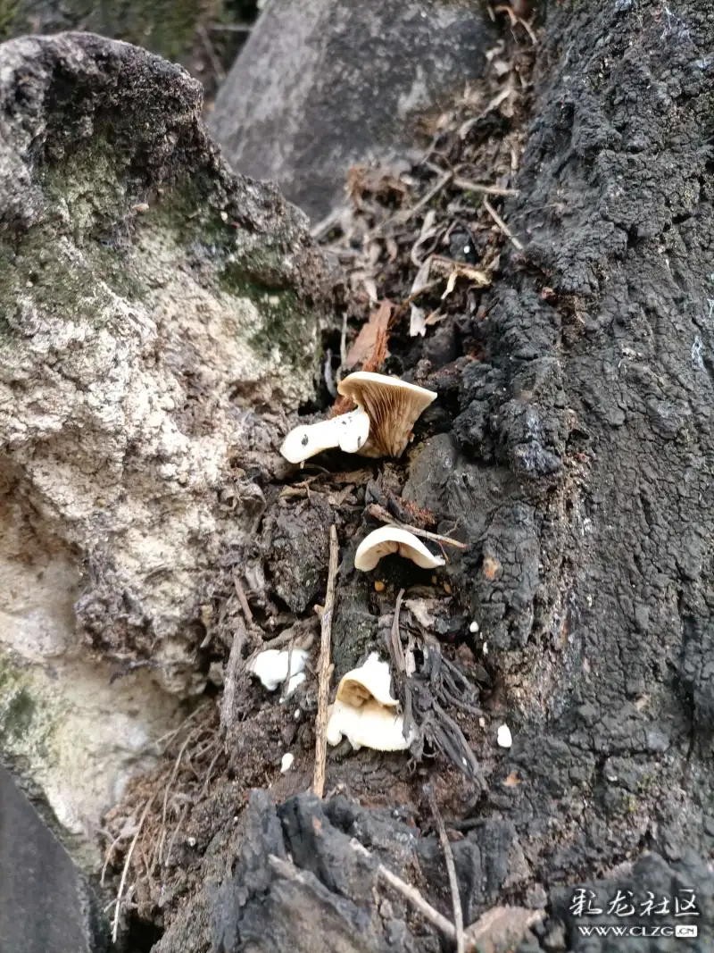 翠湖边一棵柳树上的寄生菌