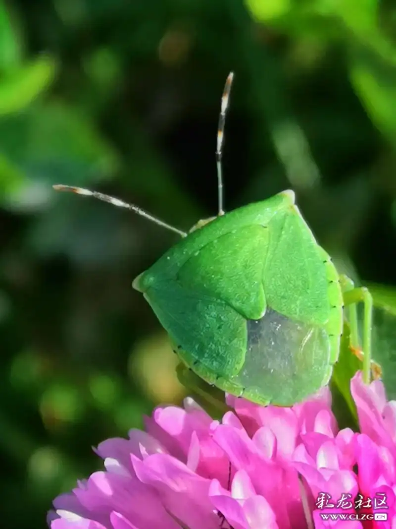 昆虫记之30绿盲蝽