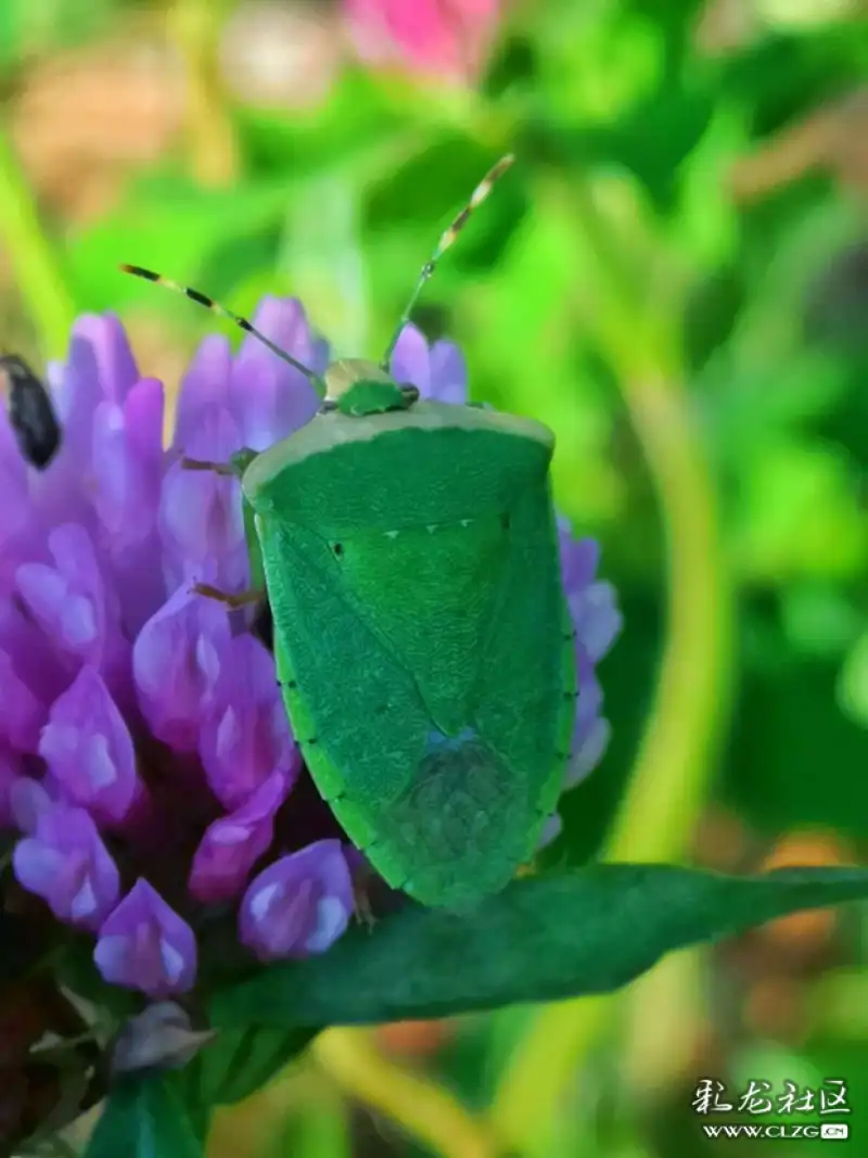 昆虫记之30绿盲蝽