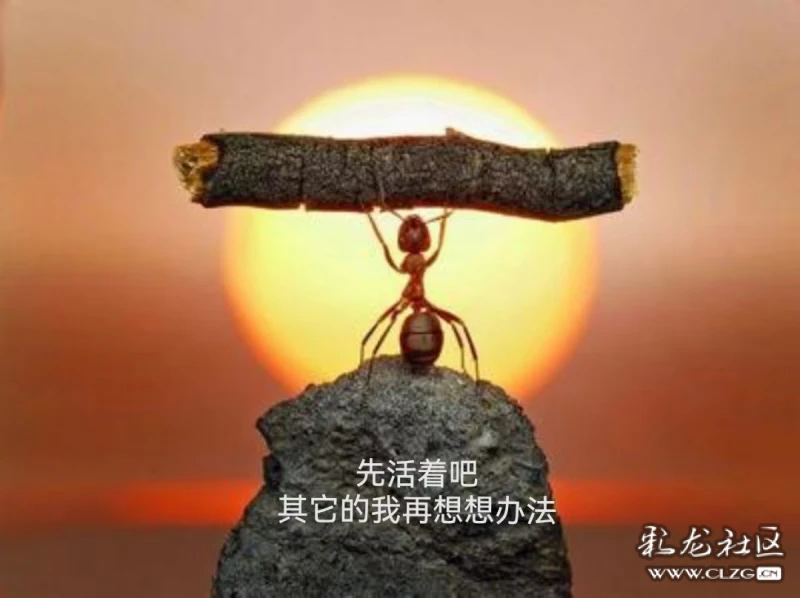 世界虽大但不大蚂蚁虽小而不小力量强大躯体弱小活着就这样,你以自己