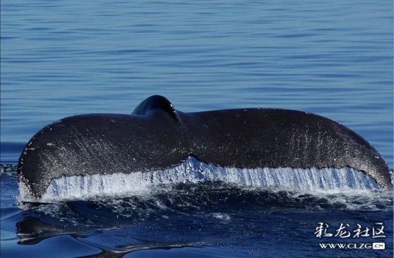 clzg_content&clzg_scale=1200,786