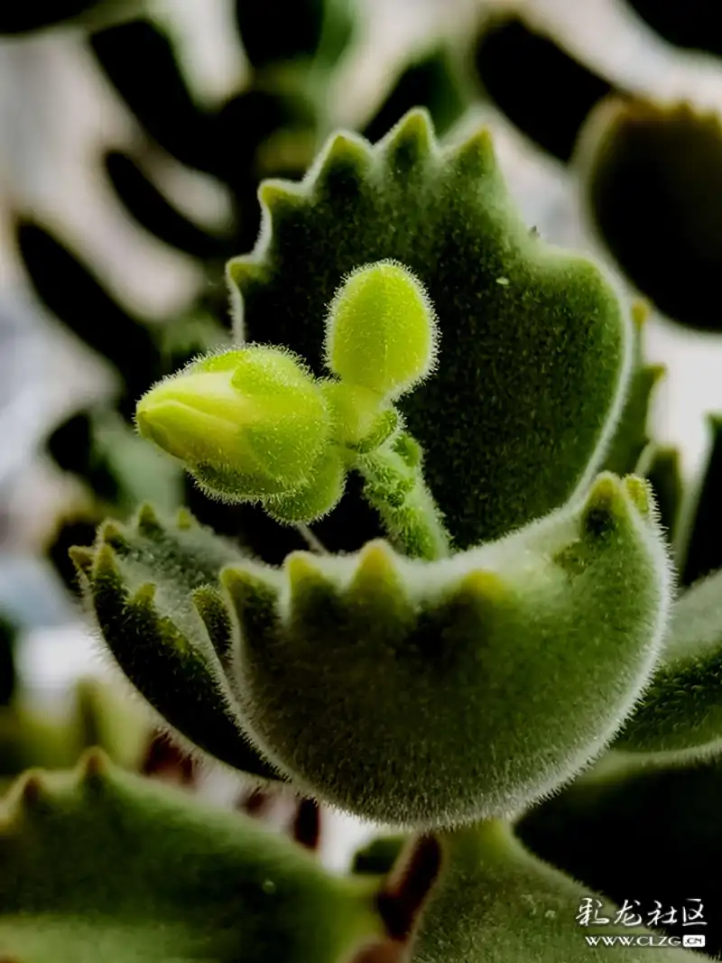 多肉小熊掌开花了