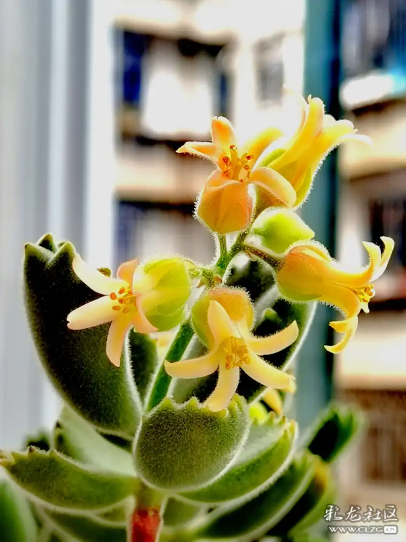 多肉小熊掌开花了