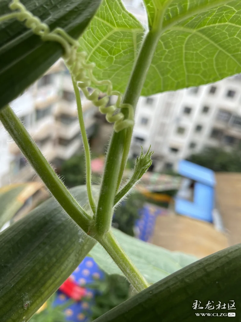 葫芦从一粒种子到开花的过程