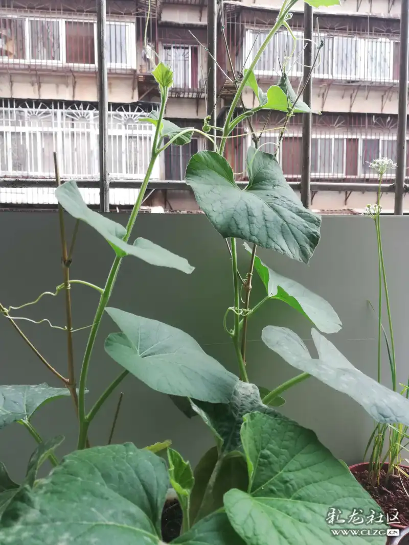葫芦树上又长出了两个小花骨朵儿,我好期待它开花啊!