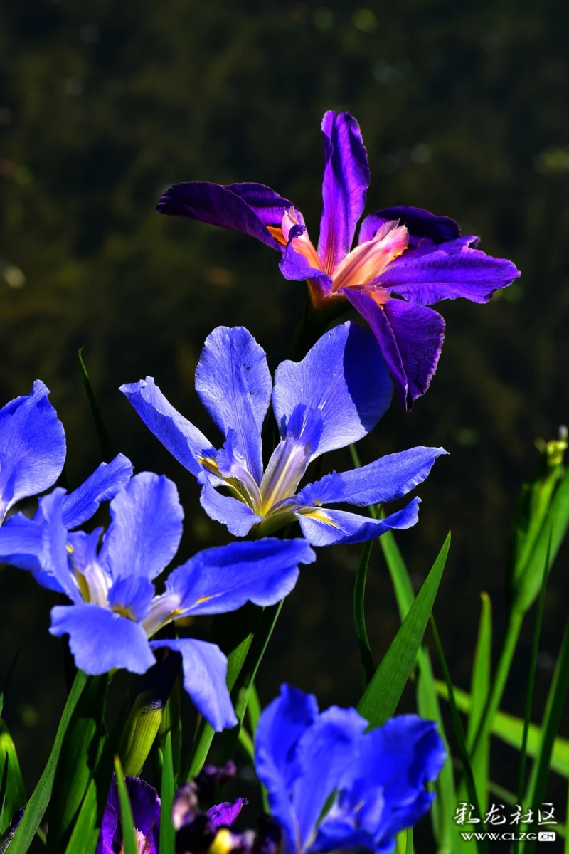 云南生物多样性之花花草草6鸢尾草