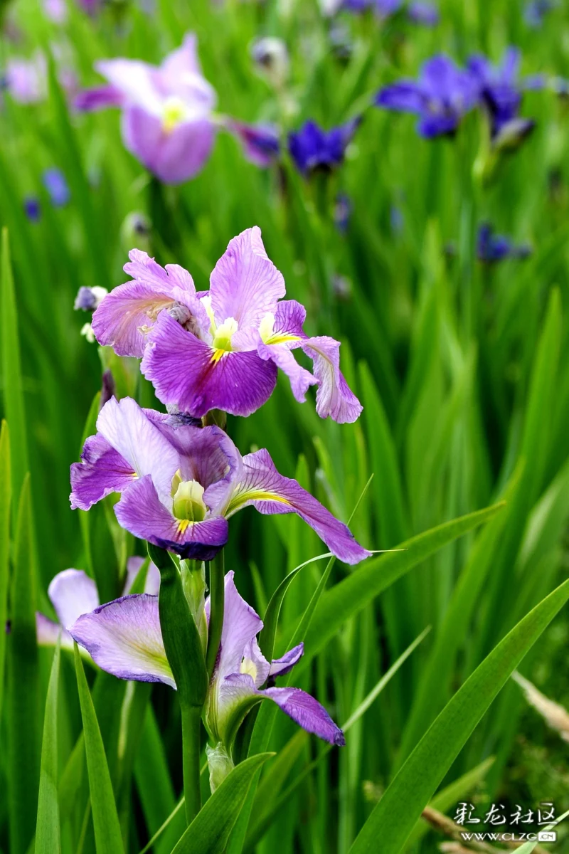云南生物多样性之花花草草6鸢尾草