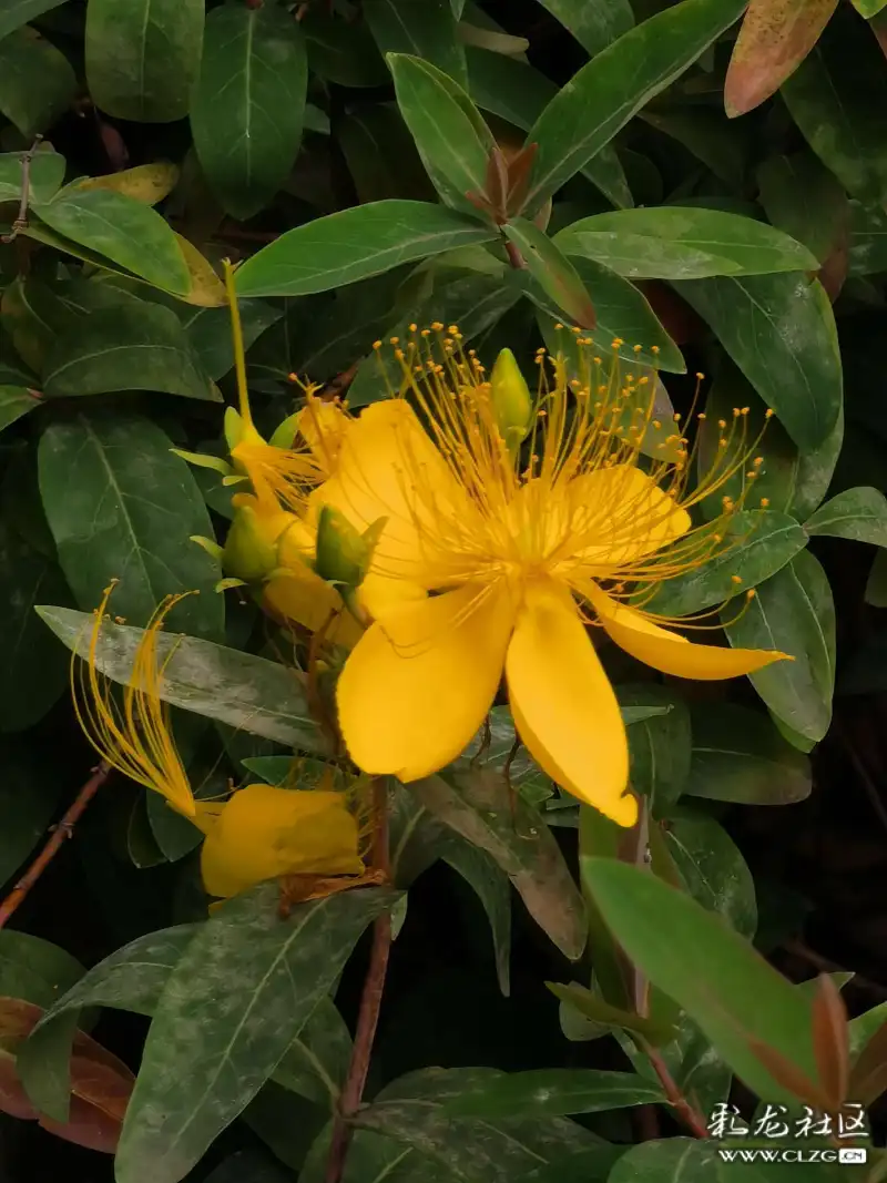 绽放的金丝黄桃花