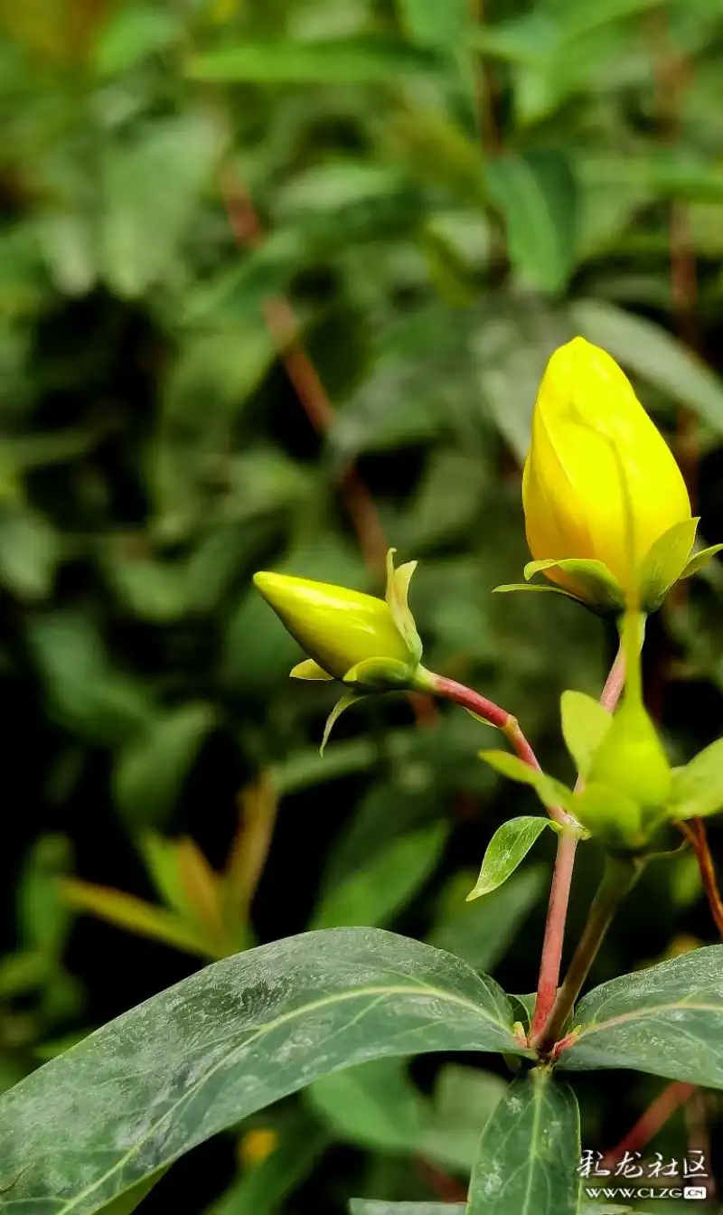 绽放的金丝黄桃花