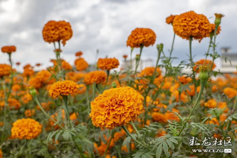 云南生物多样性之美三十二云岭绽放致富花