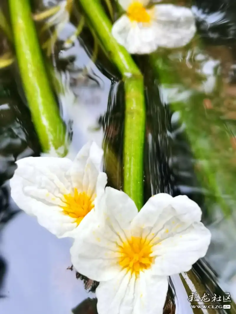 云南丰泽植物园的水性杨花