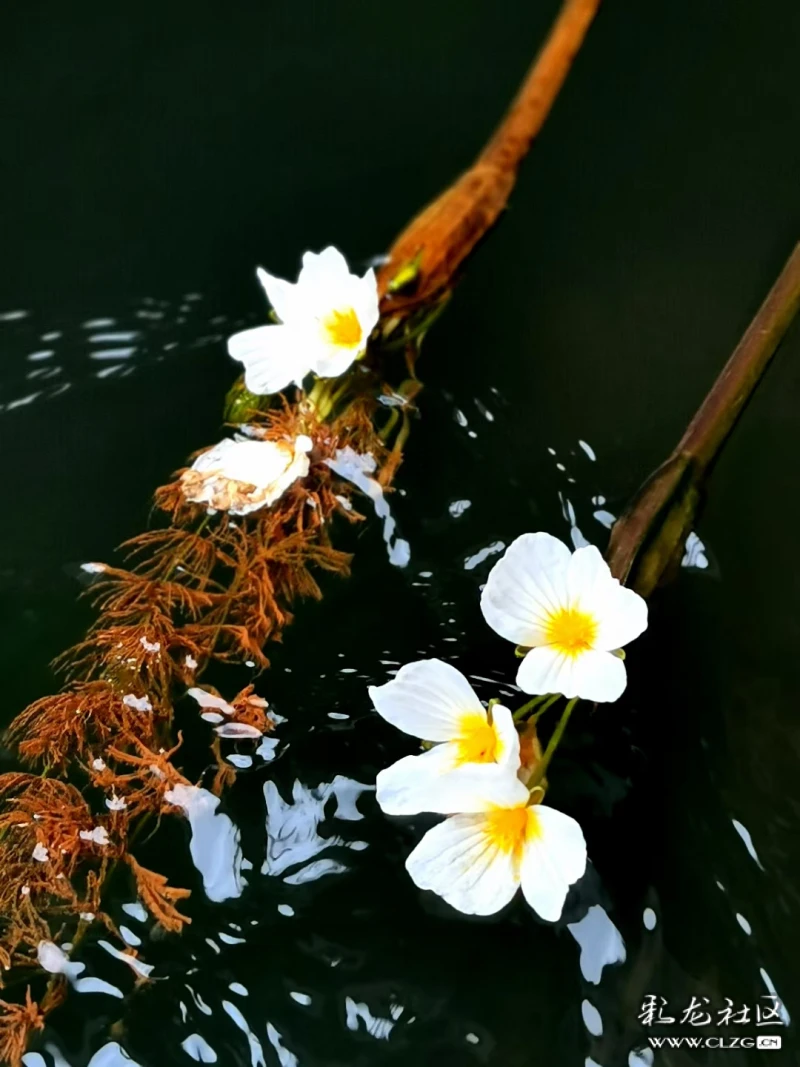 云南丰泽植物园的水性杨花