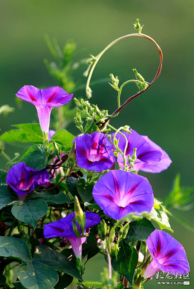 湿地公园里的喇叭花