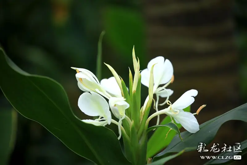 昆明植物园东园盛开的红姜花