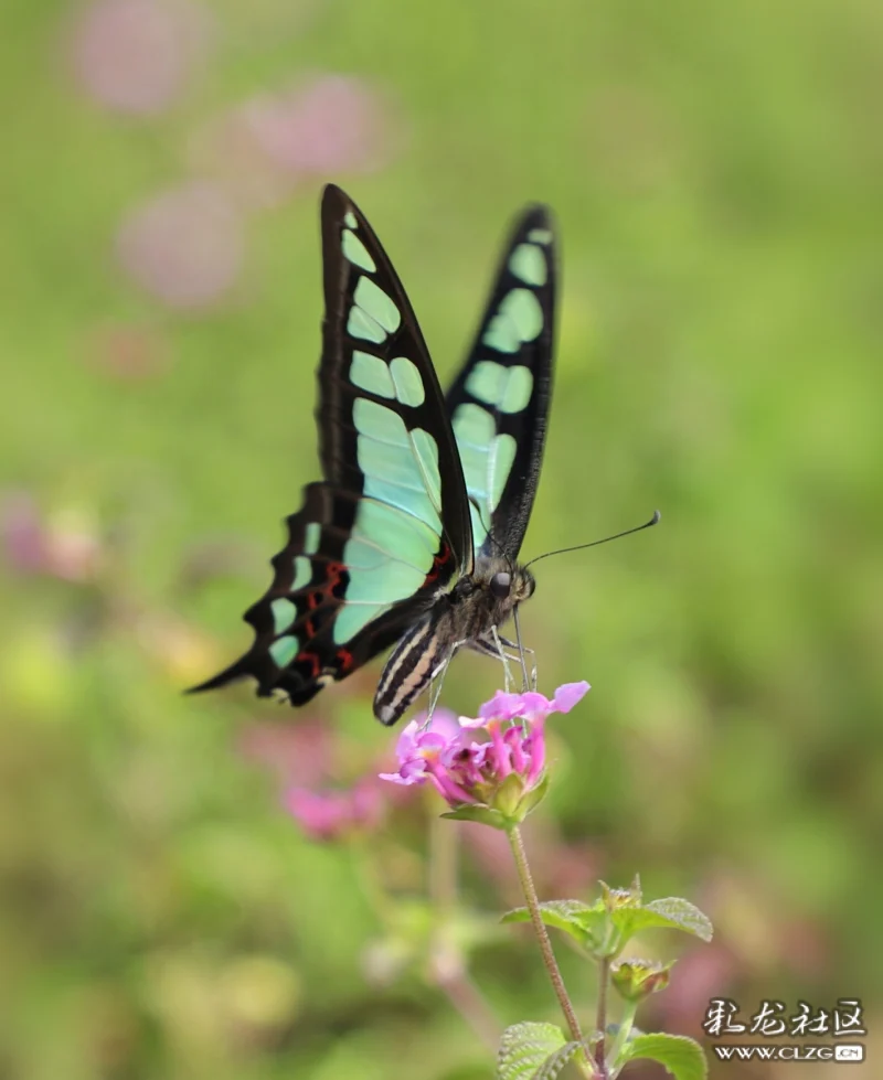 昆虫记之40宽带青凤蝶