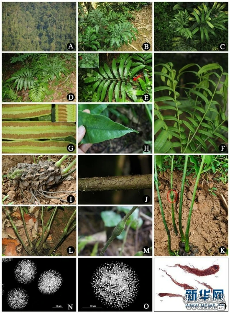 云南大围山发现蕨类植物新种素功莲座蕨