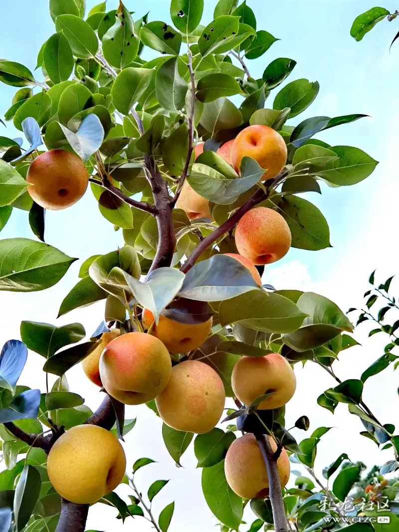 梨子丰收了树上结满了果子鲜嫩汁多香甜爽口口味美极了