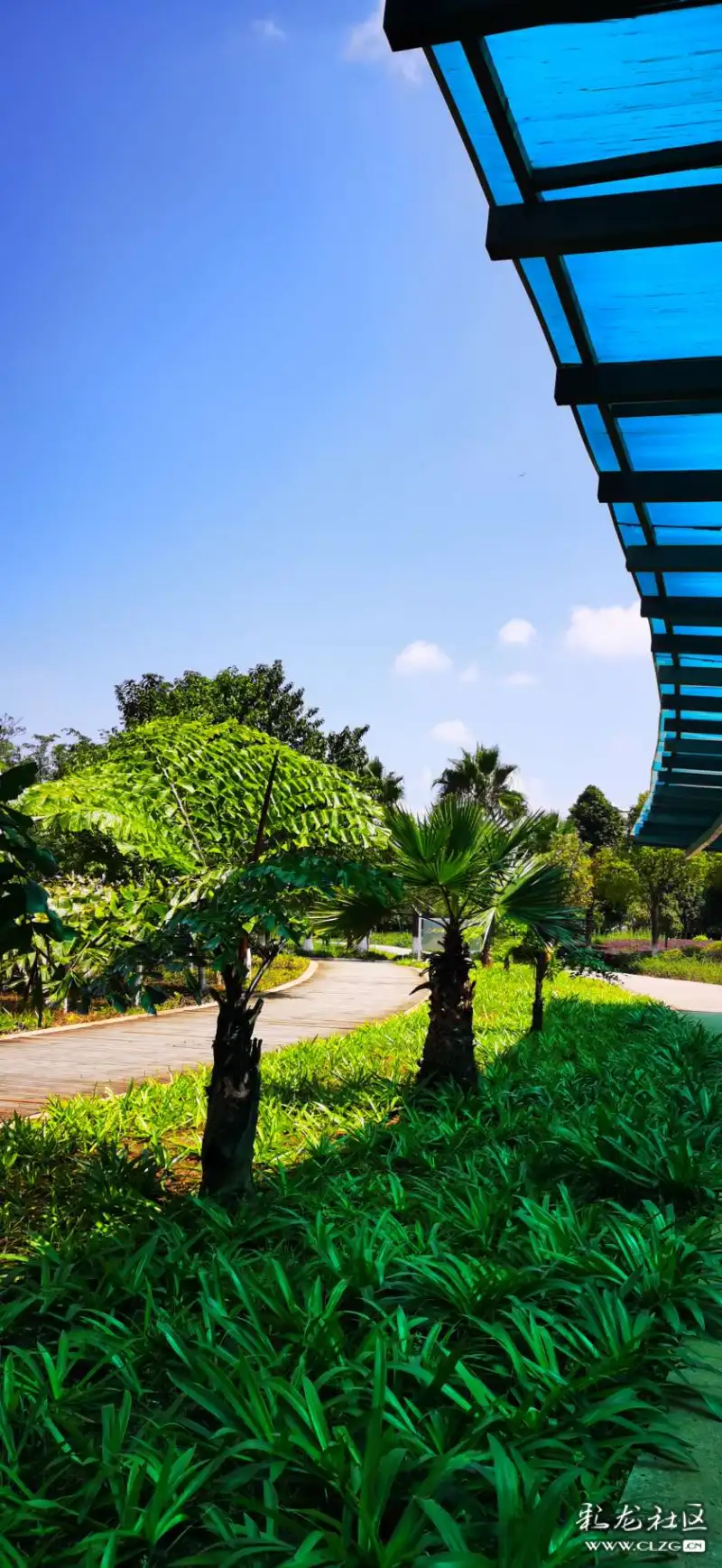 初秋的春城公园20219