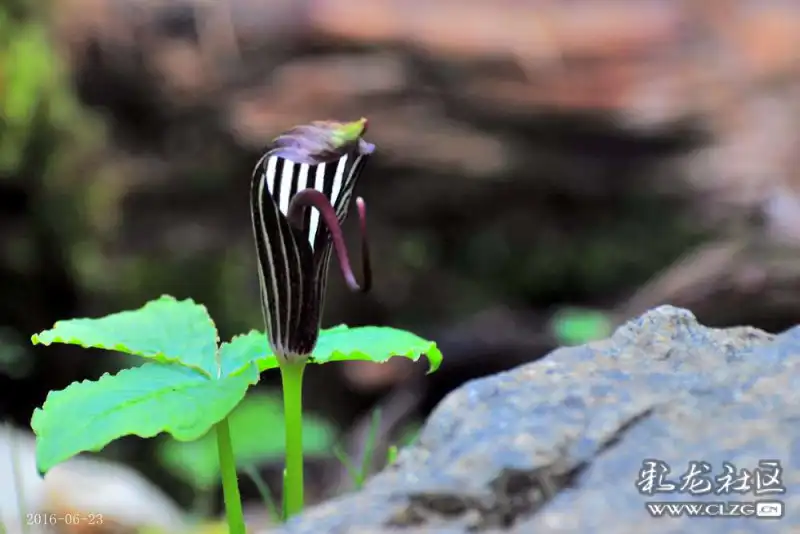 雲南生物多樣性之花花草草21象南星