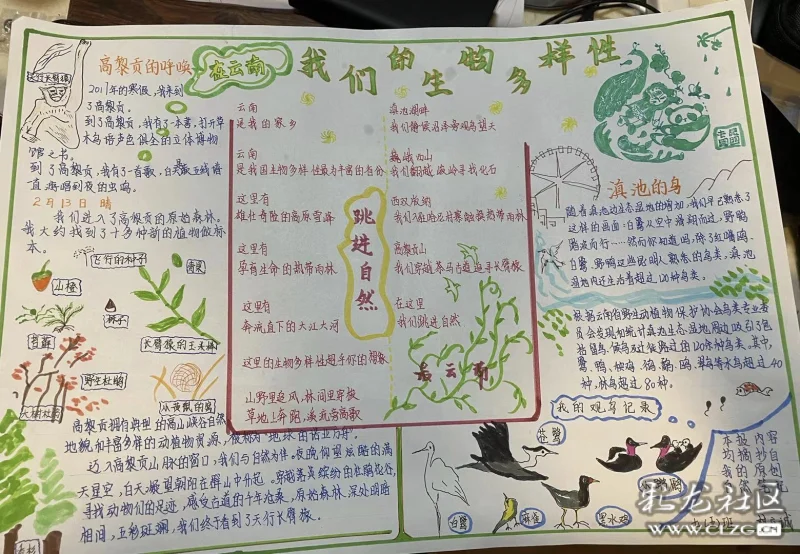 手抄報我們的生物多樣性