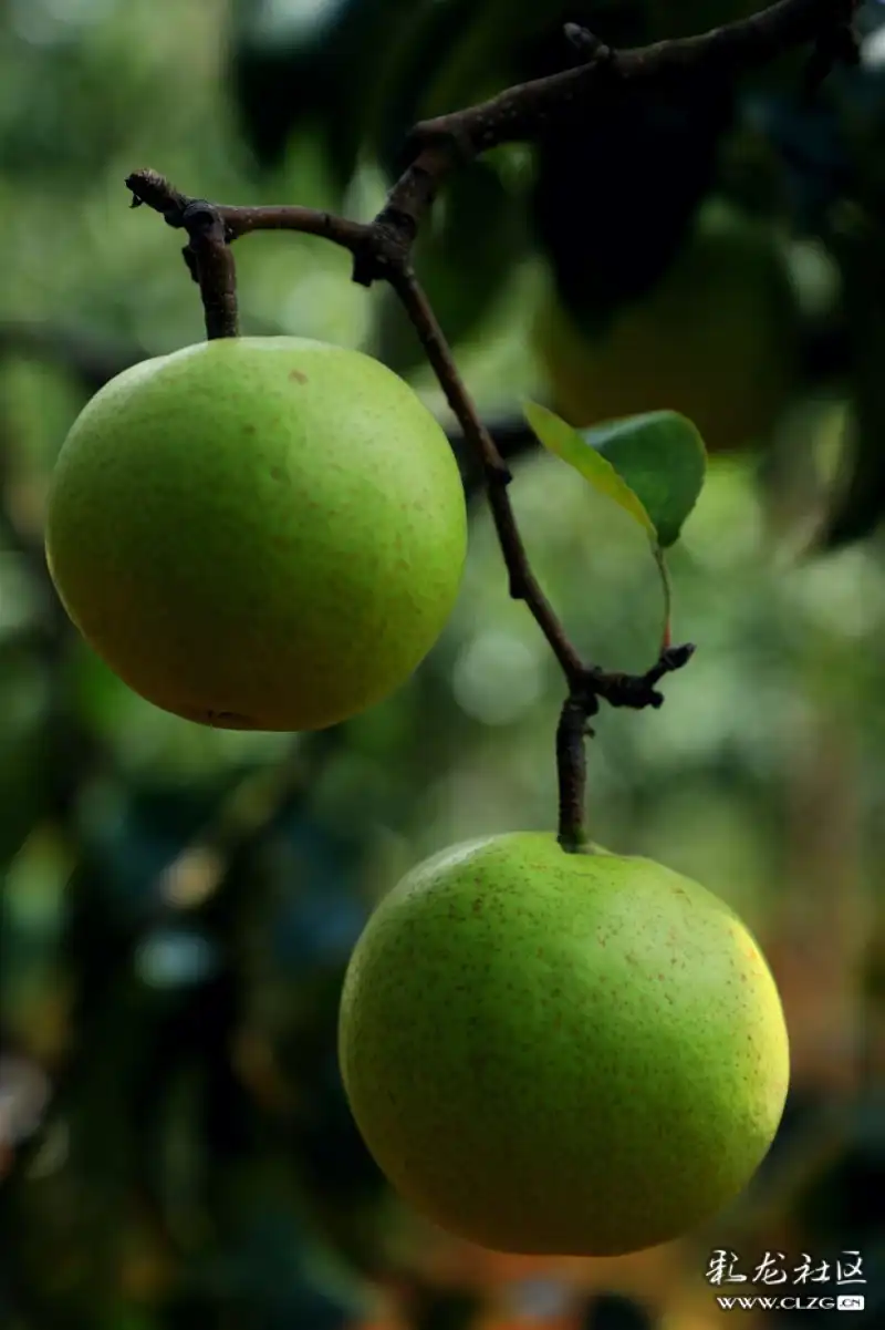 万溪冲宝珠梨采摘节掠影