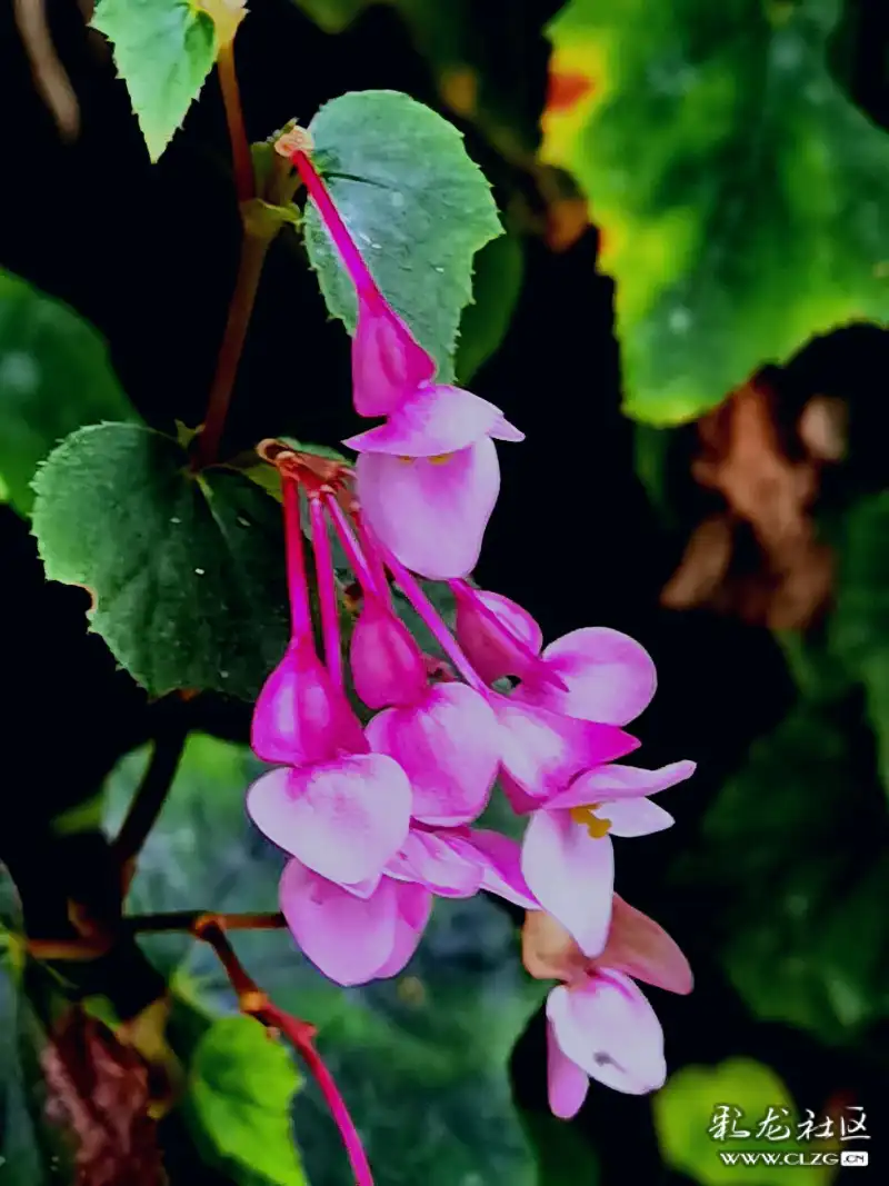 山坡上静静的吐着芬芳的野生海棠花