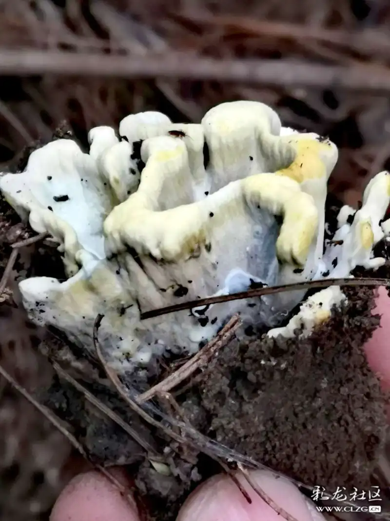 非常肥的灰灰菌红奶浆菌铜绿菌白奶浆菌今天看到的第一朵不知名的菌子