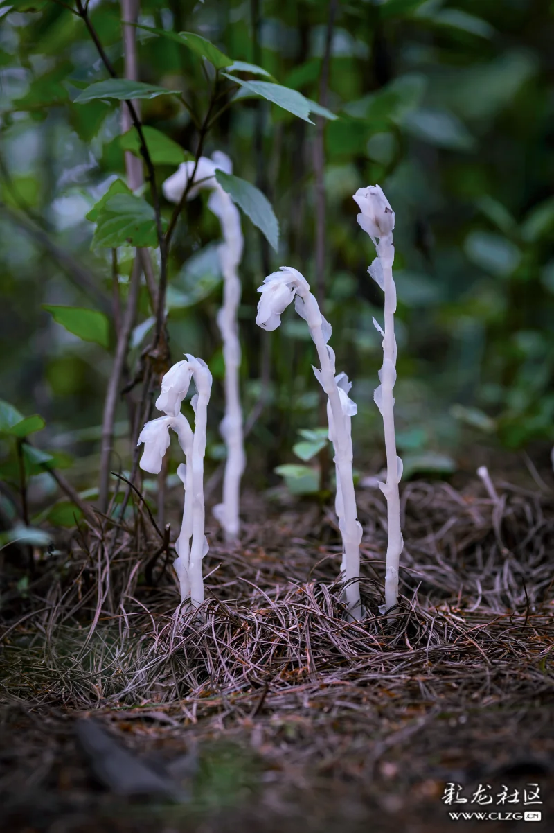 仙草水晶兰昆明近郊山上的精灵